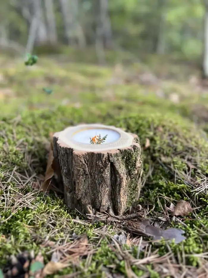 Bougie Sologne Spirit posée sur une souche en forêt de Sologne